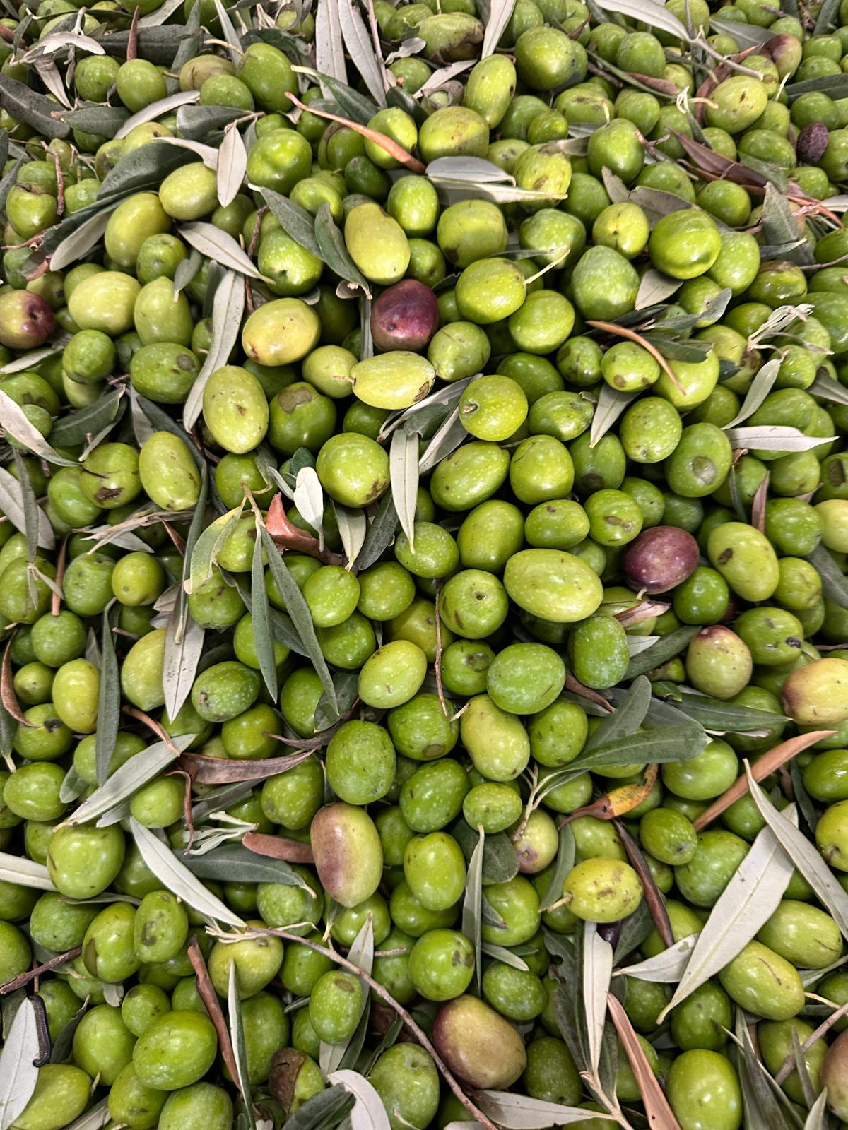 Olive appena raccolte con le loro foglie