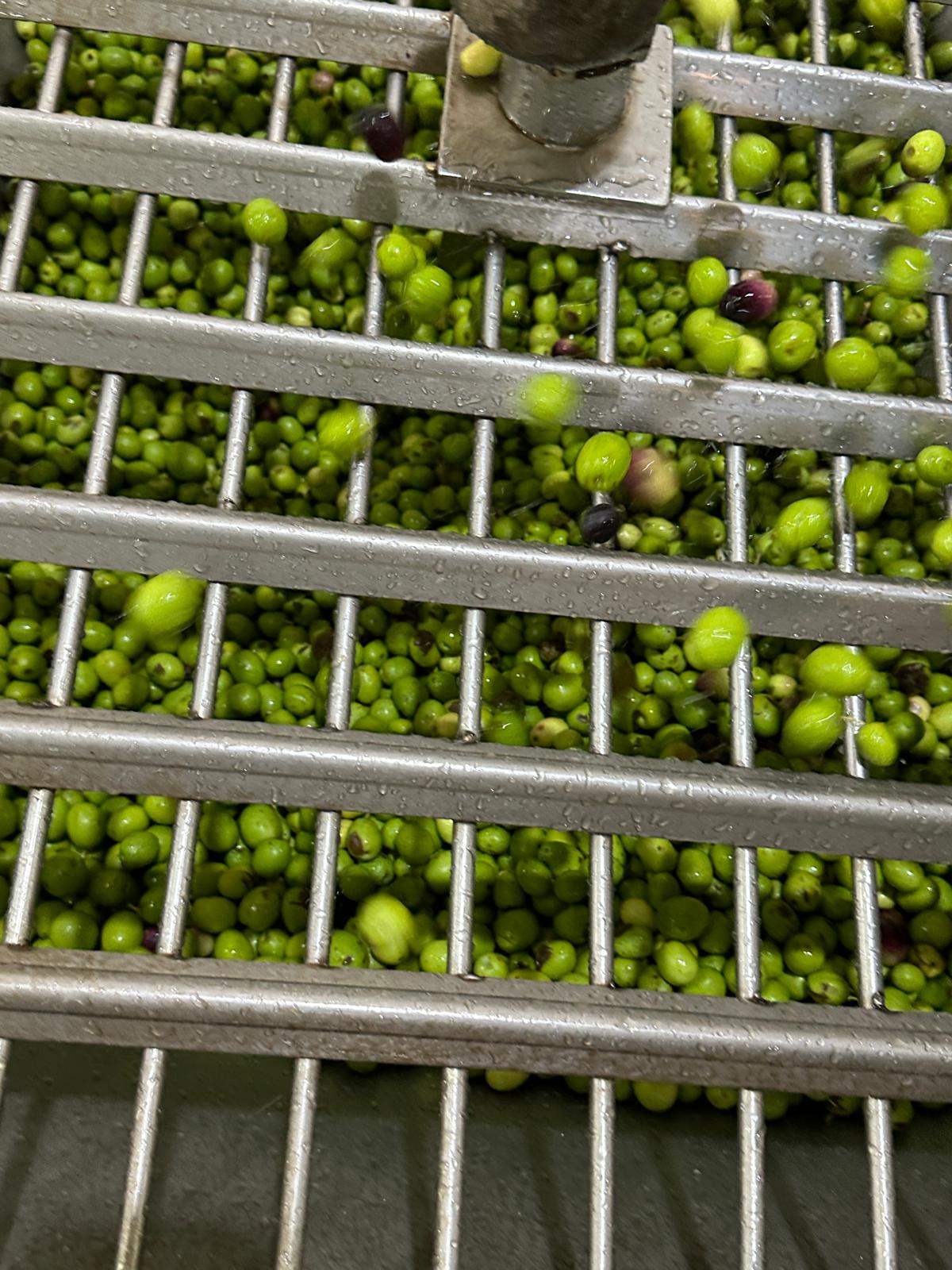 Olive nella tramoggia del frantoio