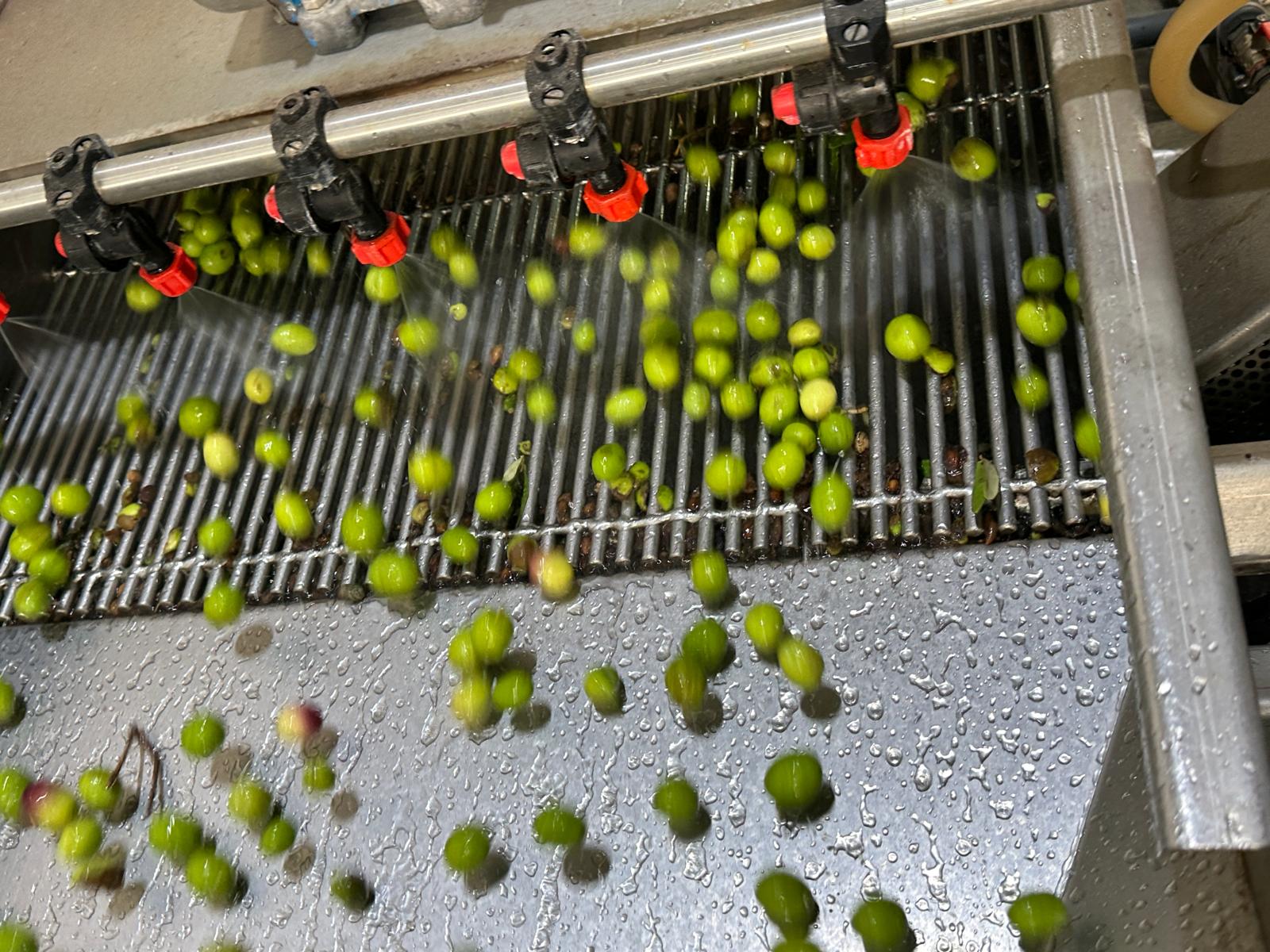 Lavaggio delle olive