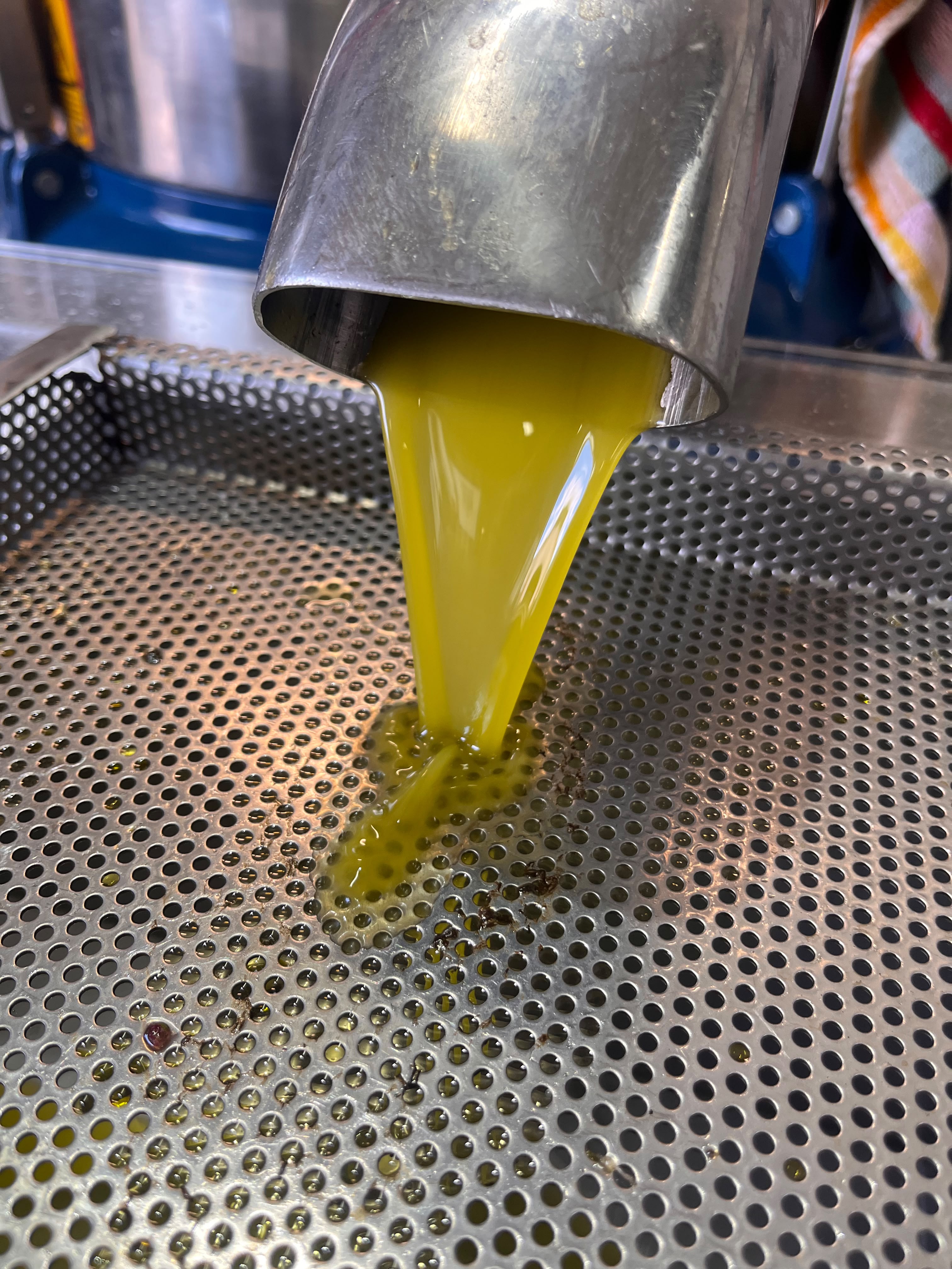Olio di oliva che scorre dal macchinario del frantoio