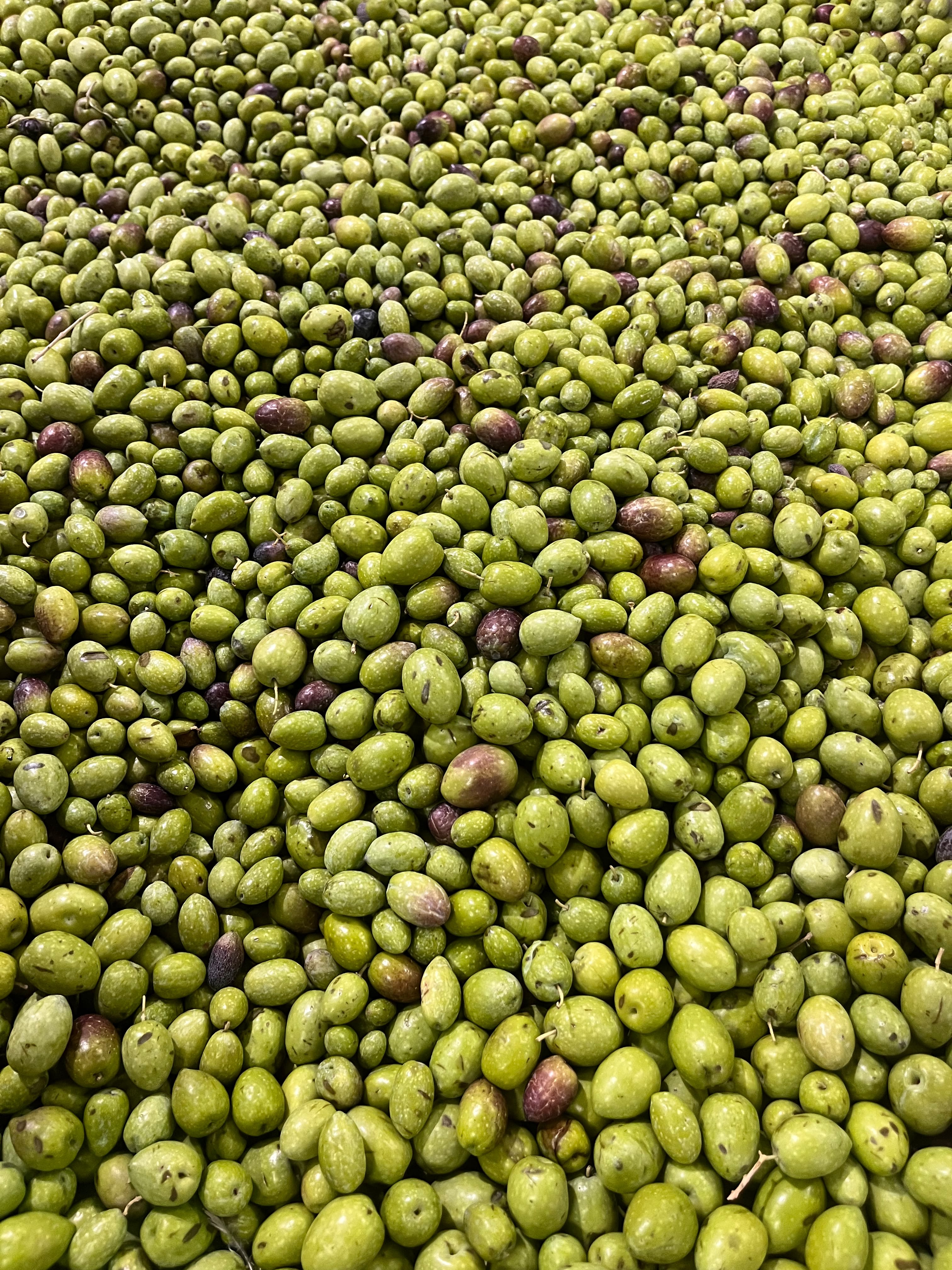 Primo piano di olive verdi e violacee